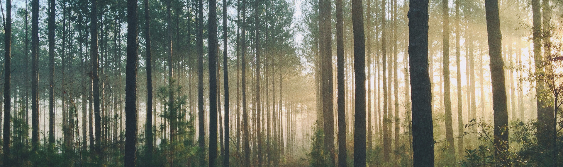 solljus i skogsglänta